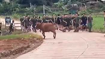 Thanh niên đi bộ sau đoàn bị bò rượt chạy 'trối chết'