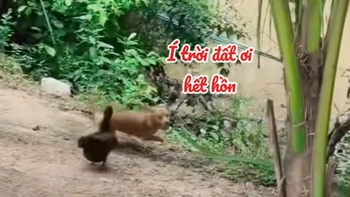 Chú chó chạy té khói vì bị vịt đuổi