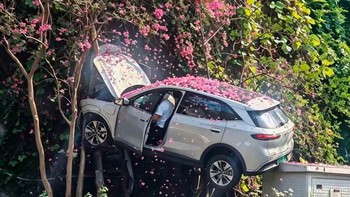 SUV 'đỗ’ trên cây sau chặng đường trải... hoa hồng
