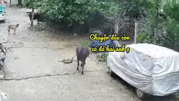 Bò chạy đến giảng hòa khi thấy hai con mèo đánh nhau