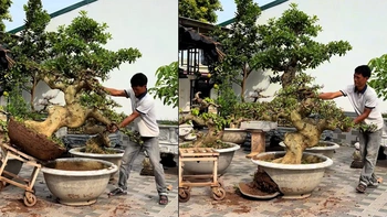 Màn hạ cây kiểng vào chậu đi vào lòng đất