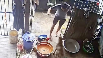 Chó hàng xóm qua ăn vụng còn định tám luôn chủ nhà