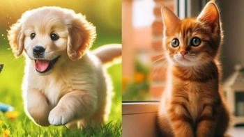 Quiz: Lòng trung thành của bạn được thể hiện như thế nào?