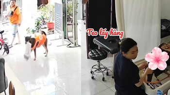 Chú chó thông minh biết giúp chủ lấy hàng