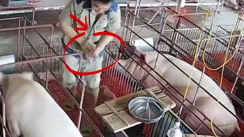 Ông chủ nhanh tay cứu heo con thoát nạn