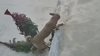 Ngại hết cả 'cậu vàng'