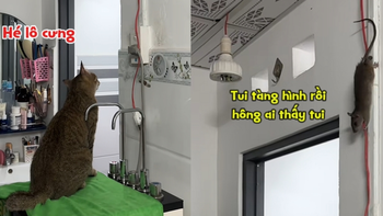 Chú chuột hóa đá khi thấy mèo