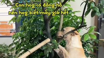 Chú chó bị phạt vì đi chơi về muộn