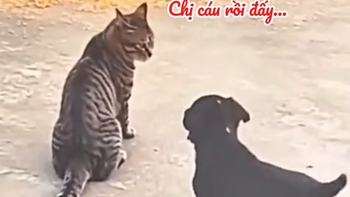 Chú mèo nổi cáu vì bị 'cậu vàng' phá đám