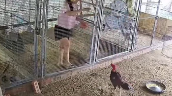 Nhờ vợ cho gà ăn dùm, nhưng khi xem lại camera thì cười đau bụng