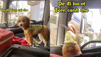 Chú chó làm lơ xe siêu dễ thương