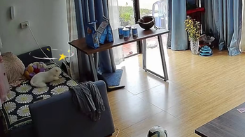 Chú mèo sang chấn tâm lý vì đang ngủ bỗng bị đồng bọn đánh