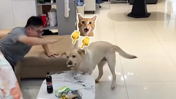 Chú chó lém lỉnh ăn vụng bánh của cậu chủ