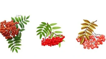 Quiz: Vũ trụ tặng bạn món quà gì?