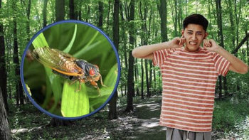 Cậu bé 18 tuổi bị... điếc ngang vì 'dàn hợp xướng' ve kêu