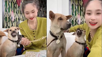 Chú chó ghen tị khi thấy cô chủ đeo dây chuyền cho đồng bọn