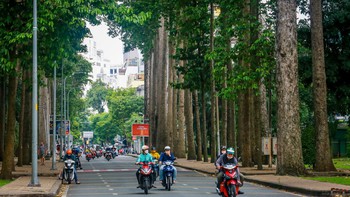 Giữ hàng cây lâu năm ở TP.HCM cho người dân bóng mát, nhưng an toàn phải trên hết