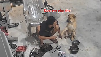 'Cậu vàng' giúp chủ làm việc nhưng chưa đáng kể