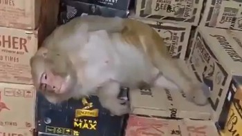 Cô khỉ uống trộm vodka ngủ quên trong cửa hàng