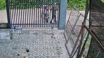 Cô nàng tay không bắt rắn khiến ai thấy cũng xanh mặt