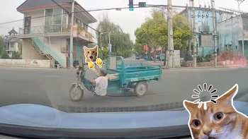 Gừng càng già càng... xoay