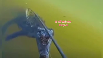 Cần thủ khóc thét vì đang câu gặp phải 2 con cá khủng