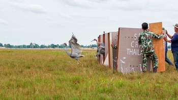 Bảo tồn sếu đầu đỏ ở châu Á: Thành công khiêm tốn