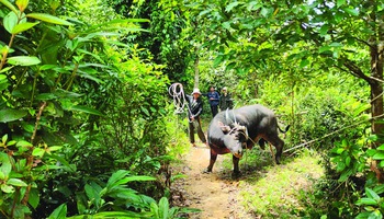 Gian nan đưa trâu ra khỏi rừng