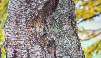 Thử tài tinh mắt: Con chim ẩn giấu ở đâu?