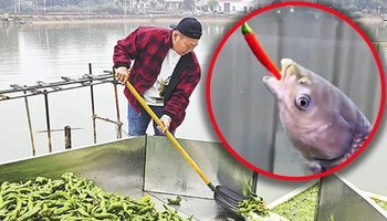 Chủ ao Trung Quốc cho cá ăn hơn 5 tấn ớt mỗi ngày