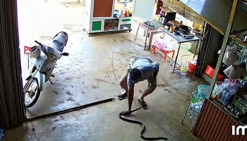 Người đàn ông tay không bắt rắn khủng bò vào nhà một nốt nhạc