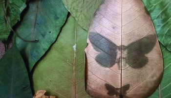 Thiên nhiên trong đô thị, qua một triển lãm ký ức