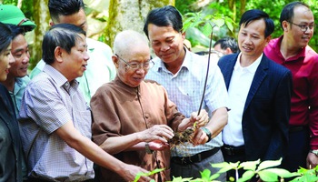 53 năm phát hiện Sâm Ngọc Linh: "Quốc bảo" vẫn còn lắm gian nan