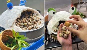 Trứng cút ủ muối trong 'hang ếch' thành trend