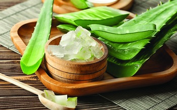 Nha đam và tin đồn trị ung thư