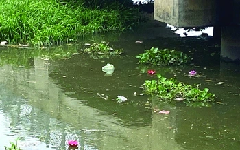 Tối đèn sáng rác "giữa đường phố hoa đèn"