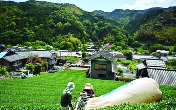 Cả thế giới đang uống matcha