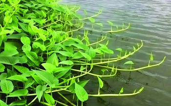 Rau muống ngày xưa...