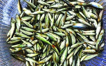 Nỗi buồn mùa cá linh!