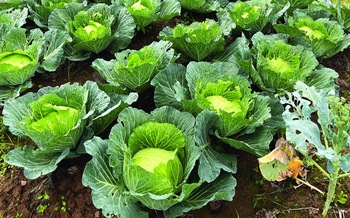 Cây cải về trời...