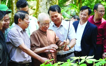 53 năm phát hiện Sâm Ngọc Linh: "Quốc bảo" vẫn còn lắm gian nan