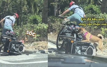 Chú chó ngã sấp mặt khi đang hóng gió