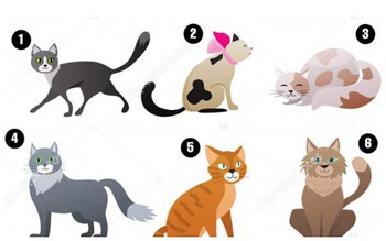 Quiz: Bạn thuộc kiểu người nào?