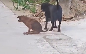 Chú chó hổ báo sợ quéo giò khi gặp chó 'đại ca'