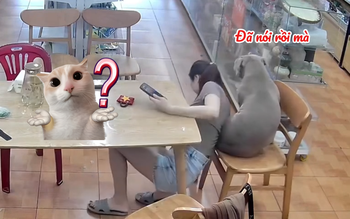 Chú chó nổi cáu với cô chủ nhây