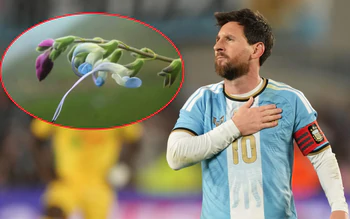 Loài hoa vừa mang tên Messi đã sắp… tuyệt chủng