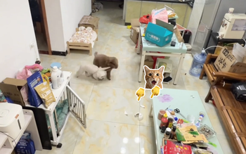 Chú chó lém lỉnh đổ lỗi cho đồng bọn siêu hài hước