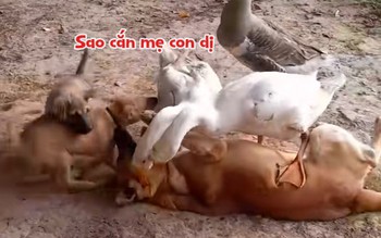 Hai chú chó con lao vào cứu mẹ khỏi bị ngỗng cắn