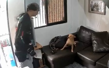 Cậu chủ hú hồn vì chó cưng tưởng là người lạ