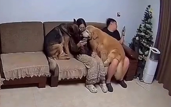 Cô chủ bị chó cưng bám chặt như hình với bóng